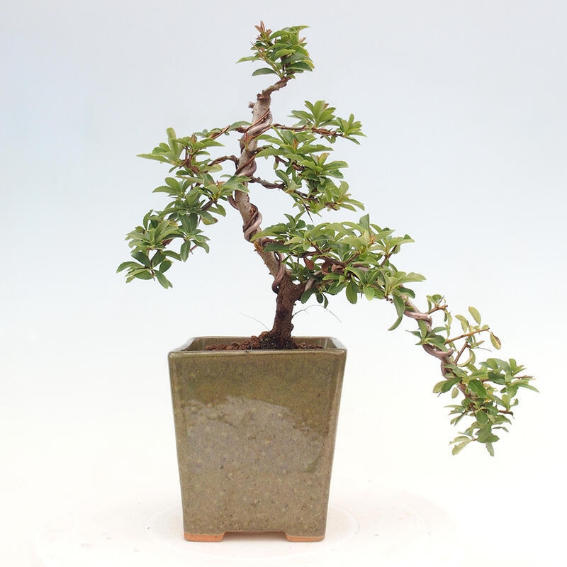 Outdoor bonsai - Pyracantha teton - Scarlet hawthorn