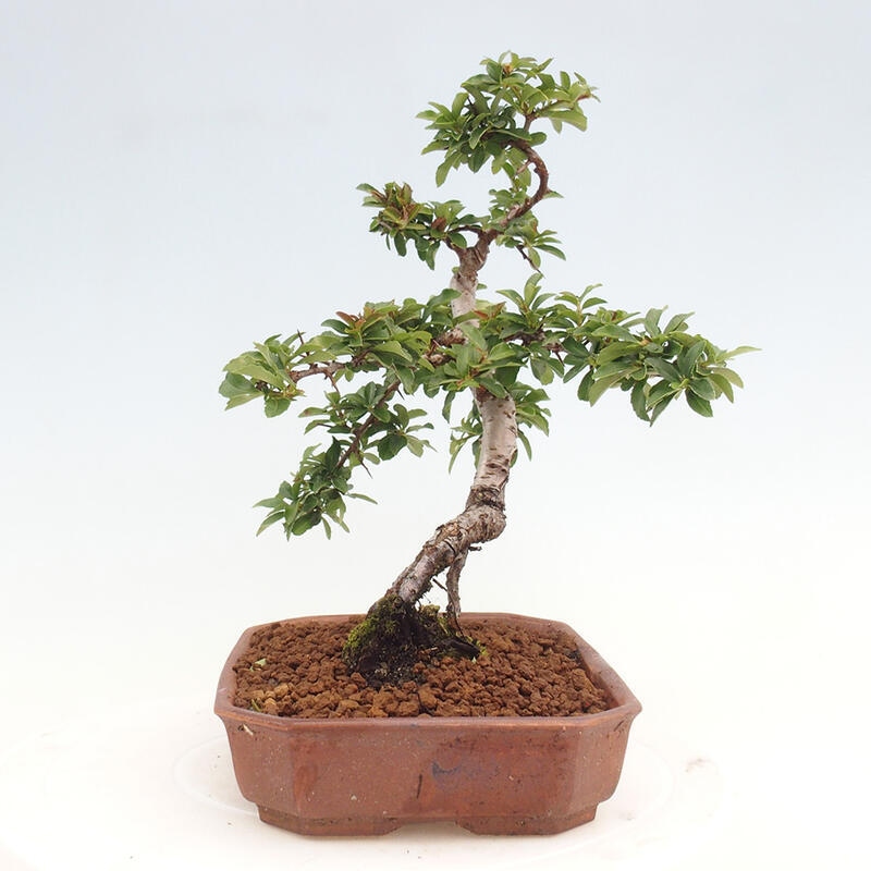 Outdoor bonsai - Pyracantha teton - Scarlet hawthorn