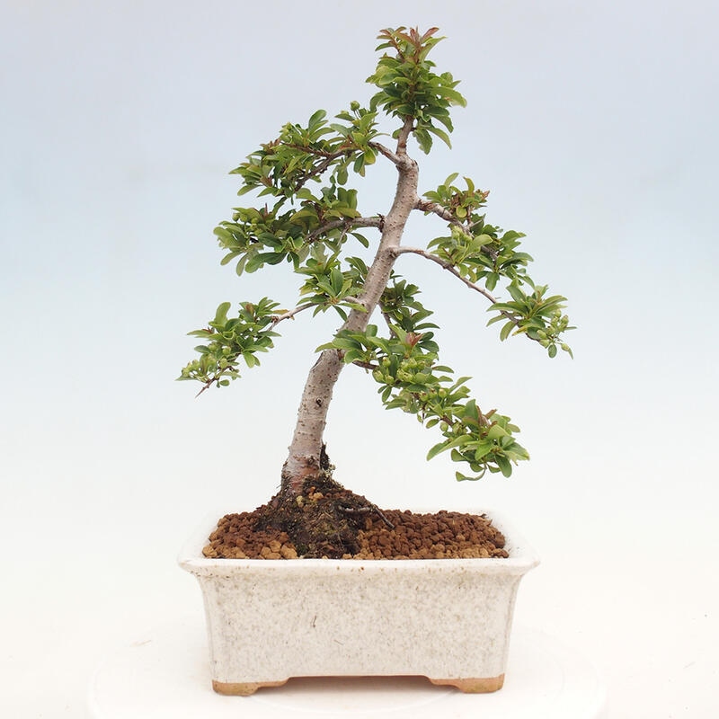 Outdoor bonsai - Pyracantha teton - Scarlet hawthorn