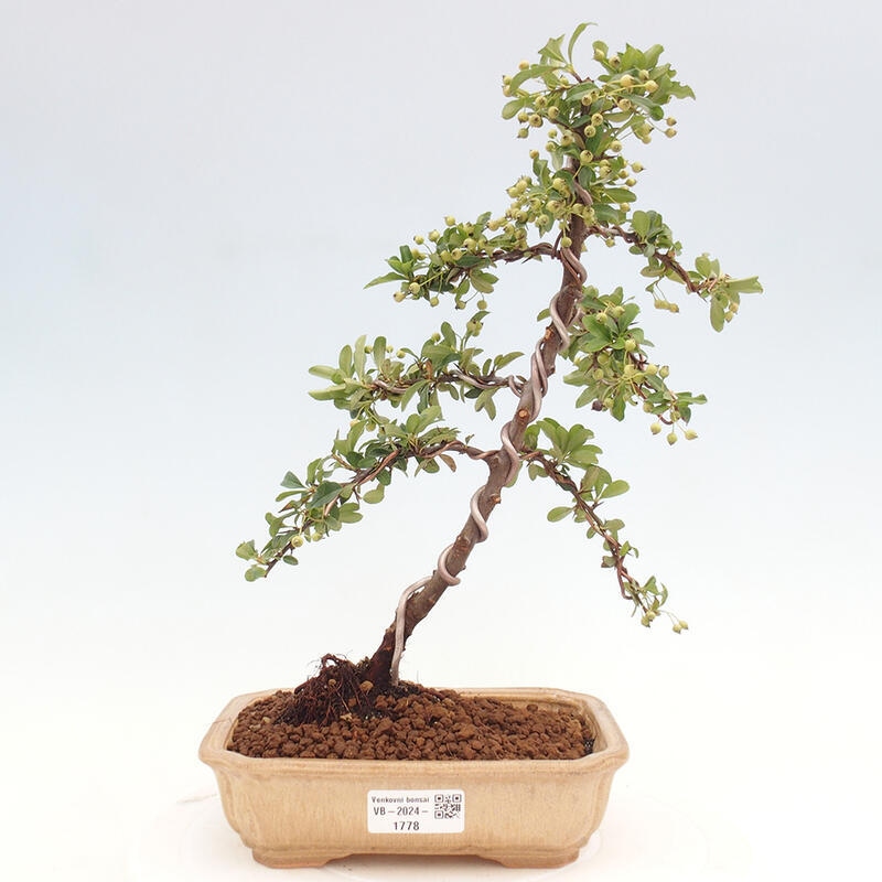 Outdoor bonsai - Pyracantha teton - Scarlet hawthorn