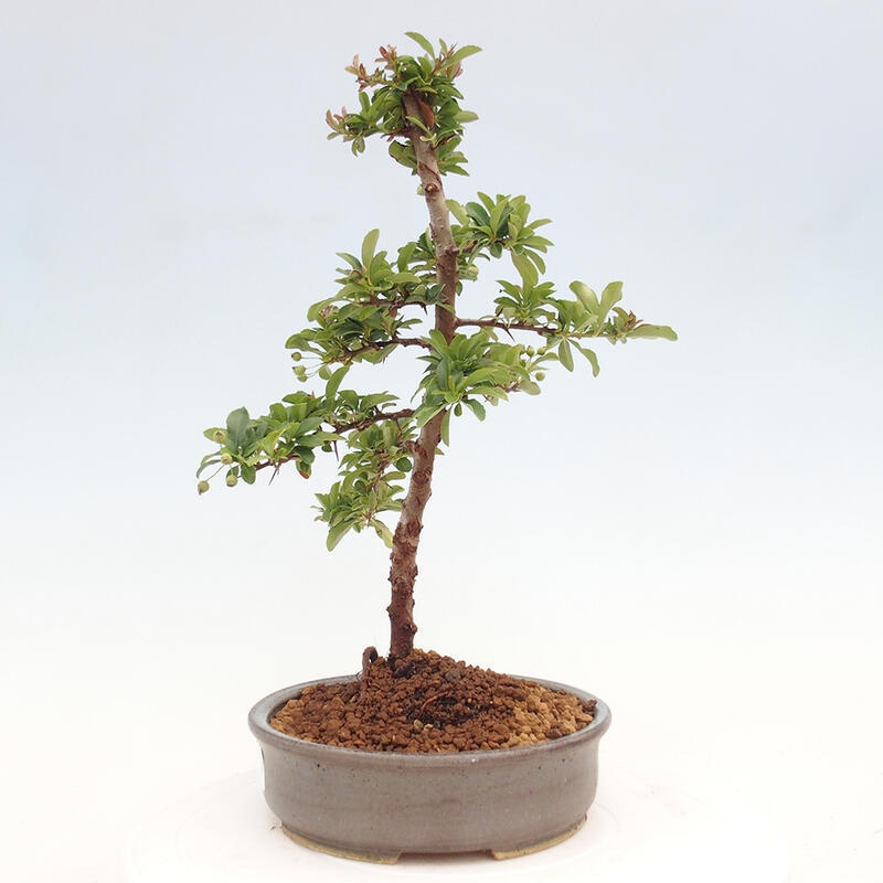 Outdoor bonsai - Pyracantha teton - Scarlet hawthorn