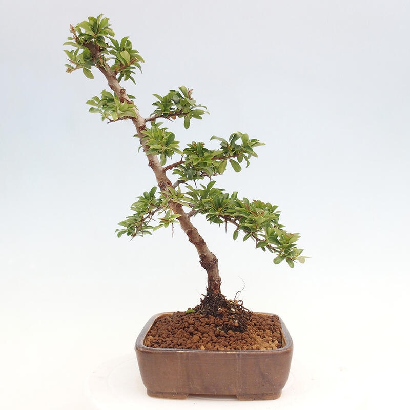 Outdoor bonsai - Pyracantha teton - Scarlet hawthorn