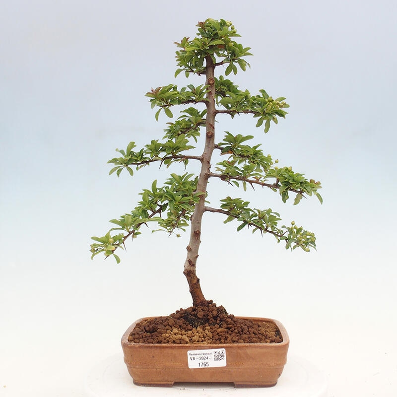 Outdoor bonsai - Pyracantha teton - Scarlet hawthorn