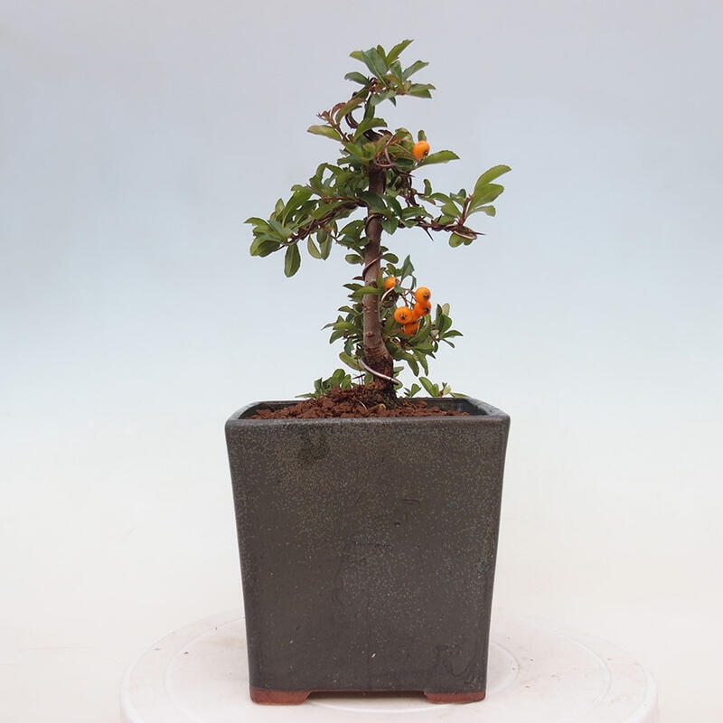 Outdoor bonsai - Pyracantha teton - Scarlet hawthorn