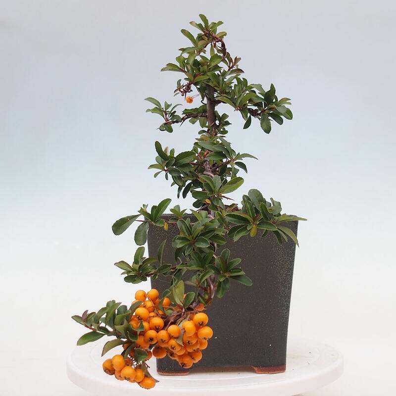 Outdoor bonsai - Pyracantha teton - Scarlet hawthorn