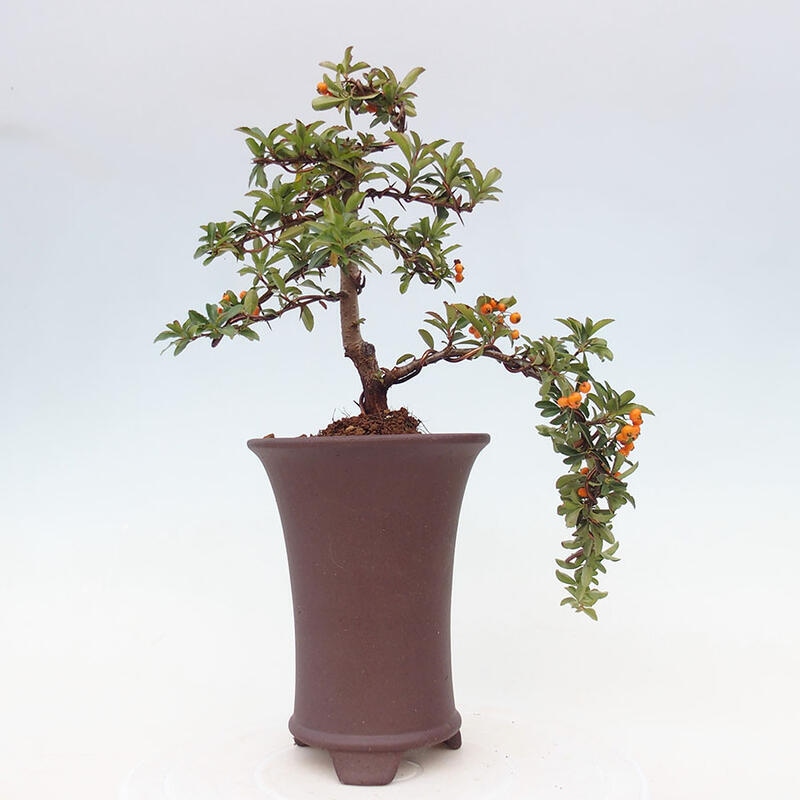 Outdoor bonsai - Pyracantha teton - Scarlet hawthorn