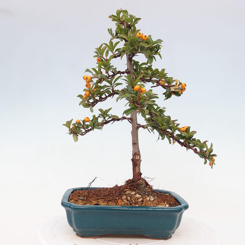 Outdoor bonsai - Pyracantha teton - Scarlet hawthorn