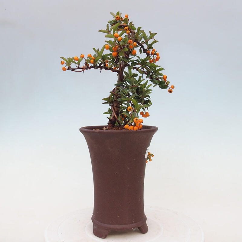 Outdoor bonsai - Pyracantha teton - Scarlet hawthorn