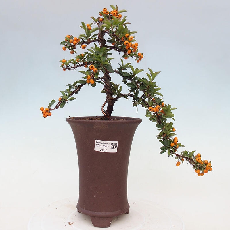 Outdoor bonsai - Pyracantha teton - Scarlet hawthorn