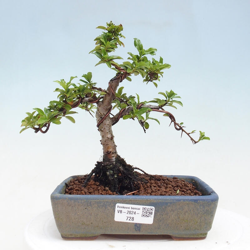 Outdoor bonsai - Pyracantha teton - Scarlet hawthorn