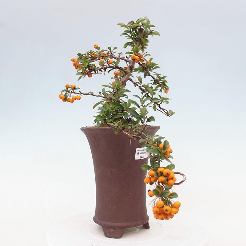 Outdoor bonsai - Pyracantha teton - Scarlet hawthorn