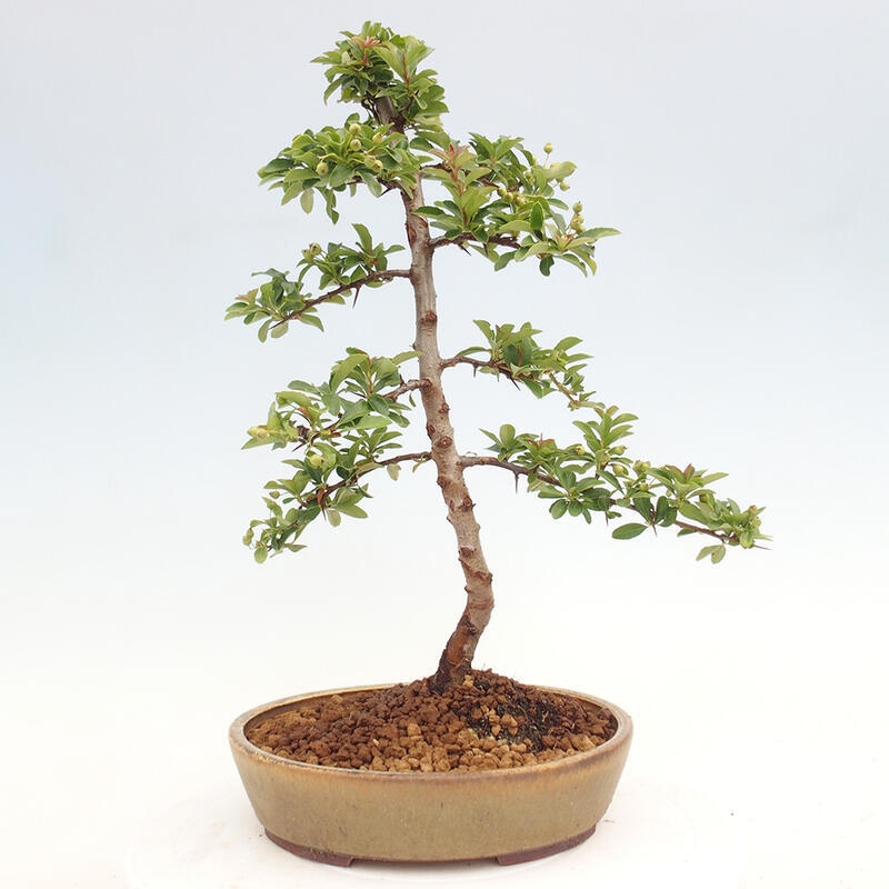 Outdoor bonsai - Pyracantha teton - Scarlet hawthorn