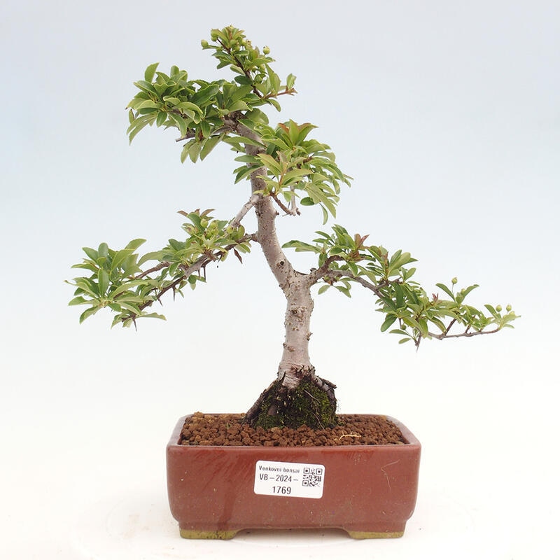 Outdoor bonsai - Pyracantha teton - Scarlet hawthorn