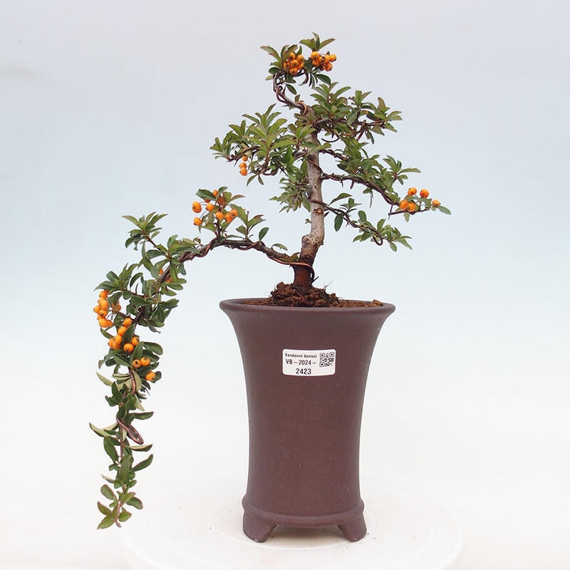 Outdoor bonsai - Pyracantha teton - Scarlet hawthorn