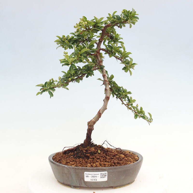 Outdoor bonsai - Pyracantha teton - Scarlet hawthorn