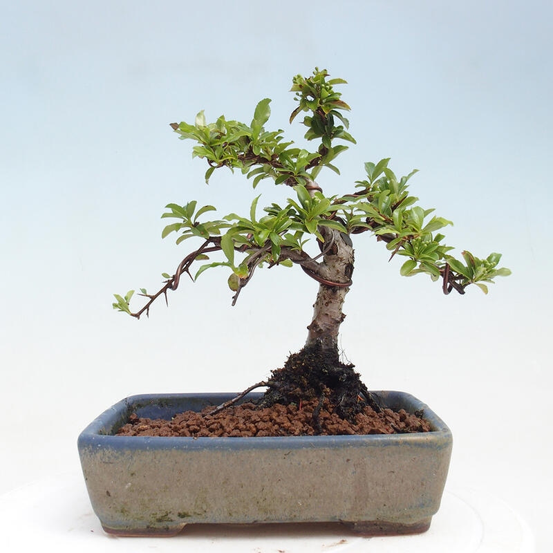 Outdoor bonsai - Pyracantha teton - Scarlet hawthorn