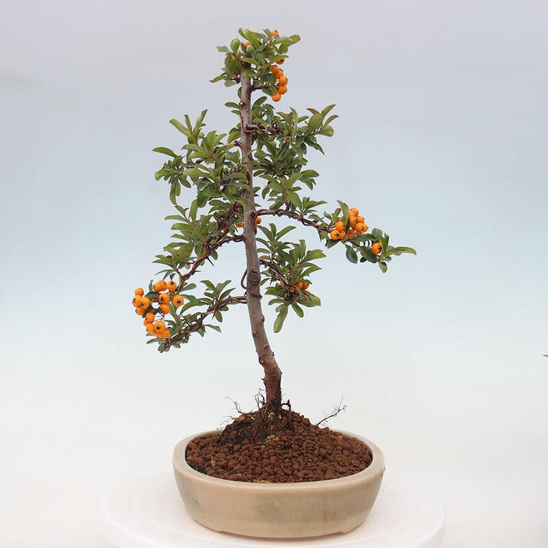 Outdoor bonsai - Pyracantha teton - Scarlet hawthorn