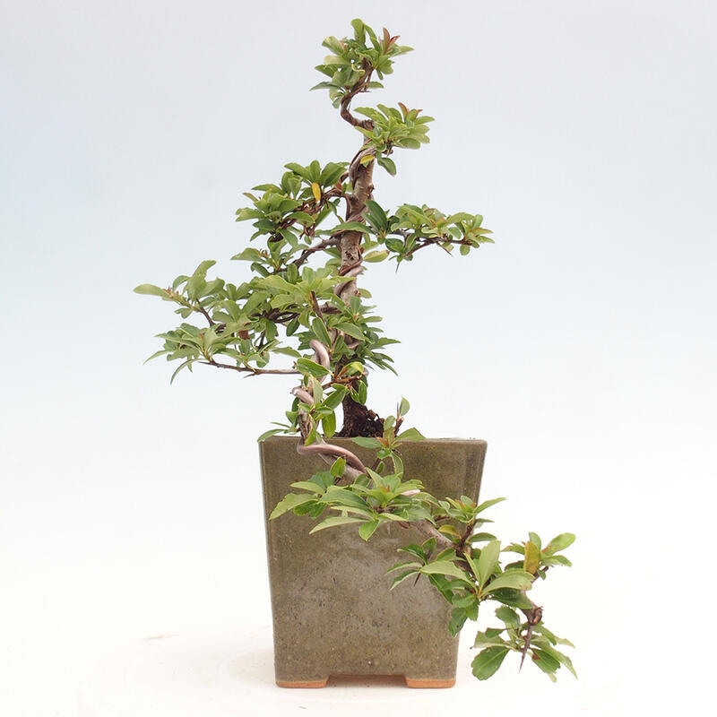 Outdoor bonsai - Pyracantha teton - Scarlet hawthorn