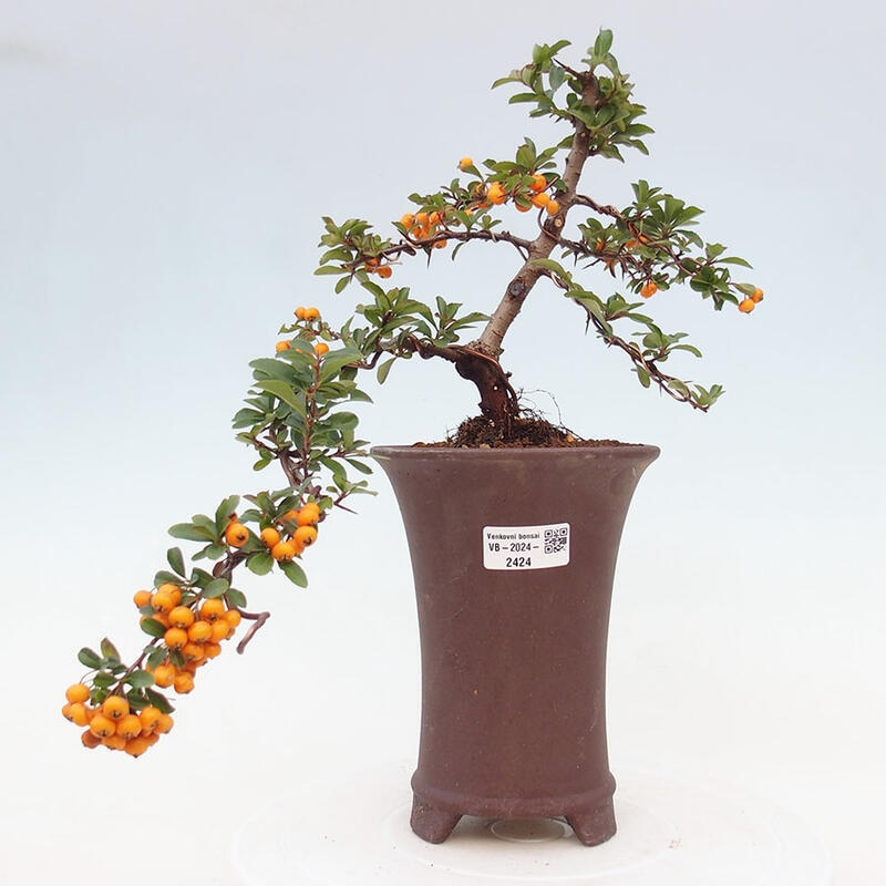 Outdoor bonsai - Pyracantha teton - Scarlet hawthorn