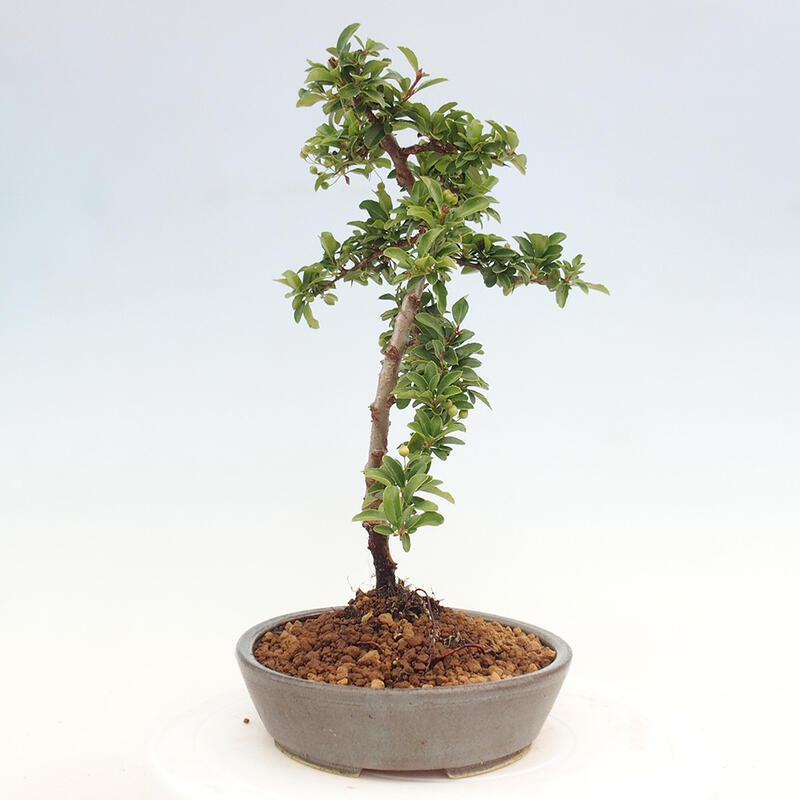 Outdoor bonsai - Pyracantha teton - Scarlet hawthorn