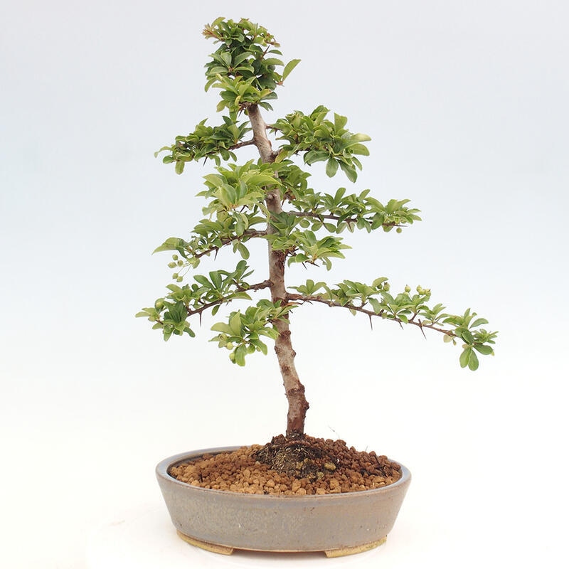 Outdoor bonsai - Pyracantha teton - Scarlet hawthorn