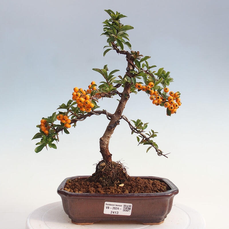 Outdoor bonsai - Pyracantha teton - Scarlet hawthorn