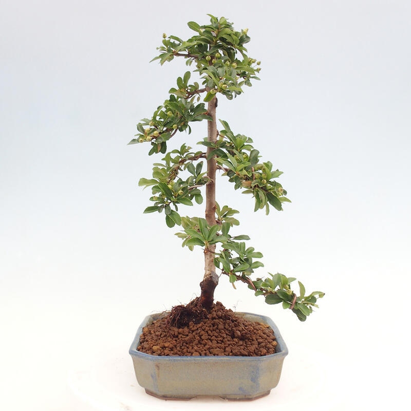 Outdoor bonsai - Pyracantha teton - Scarlet hawthorn