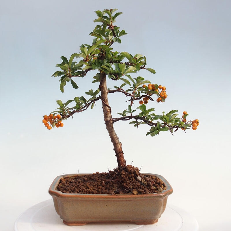 Outdoor bonsai - Pyracantha teton - Scarlet hawthorn