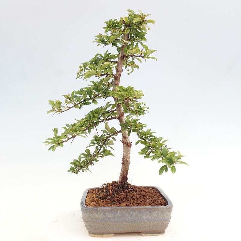 Outdoor bonsai - Pyracantha teton - Scarlet hawthorn