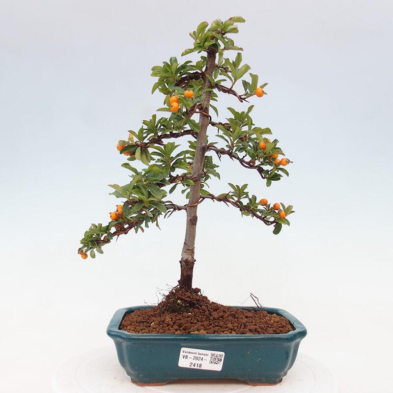 Outdoor bonsai - Pyracantha teton - Scarlet hawthorn