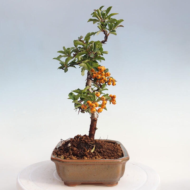 Outdoor bonsai - Pyracantha teton - Scarlet hawthorn