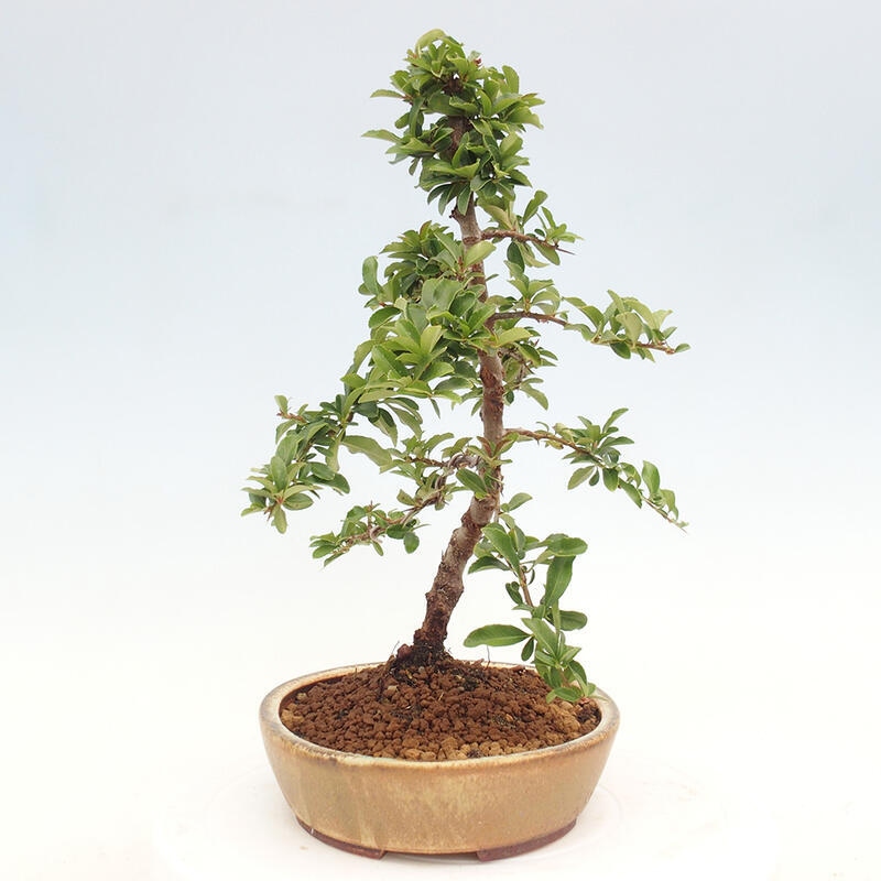 Outdoor bonsai - Pyracantha teton - Scarlet hawthorn