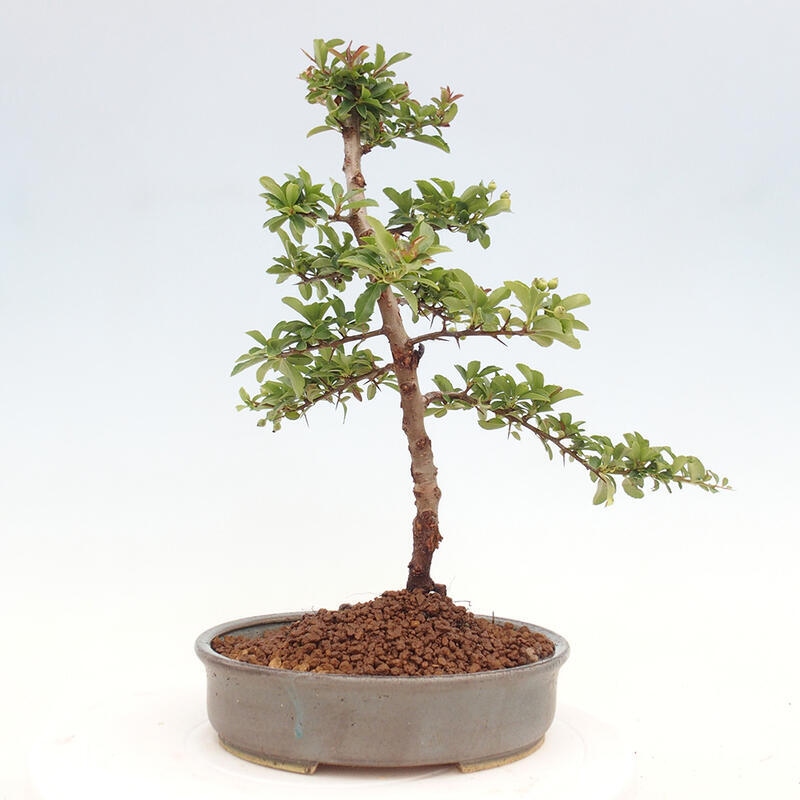 Outdoor bonsai - Pyracantha teton - Scarlet hawthorn