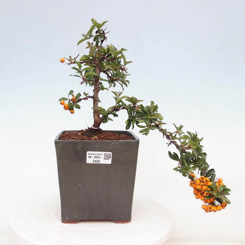 Outdoor bonsai - Pyracantha teton - Scarlet hawthorn