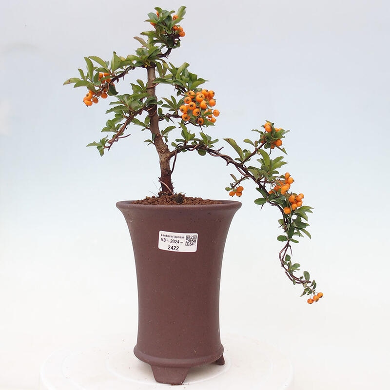 Outdoor bonsai - Pyracantha teton - Scarlet hawthorn