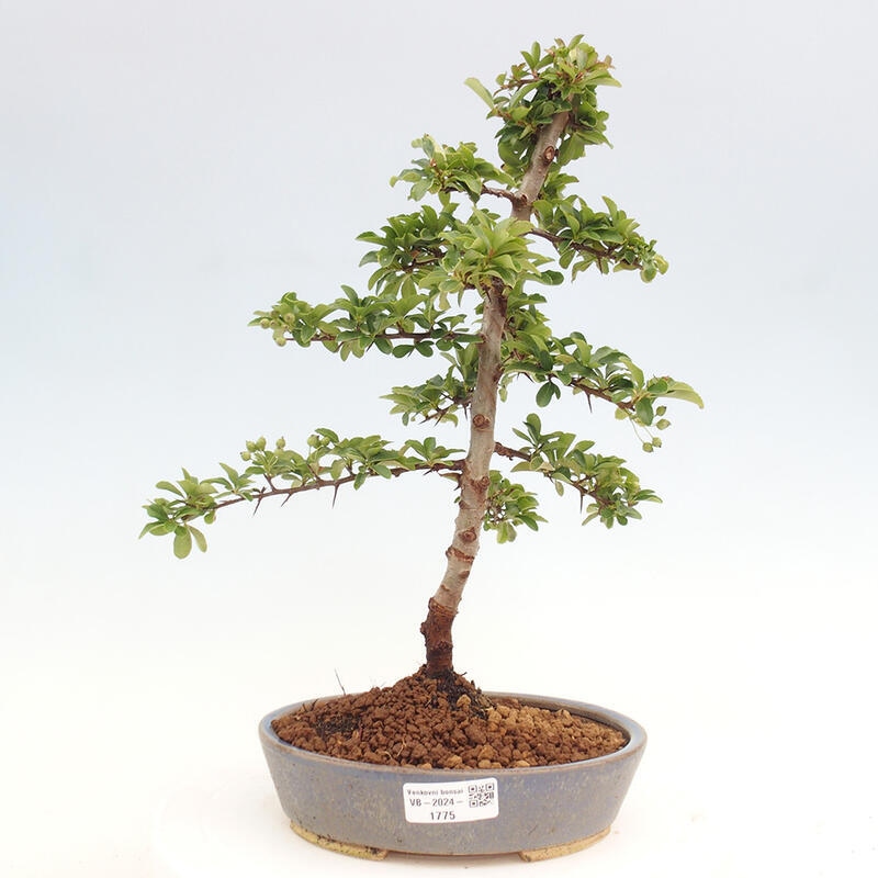 Outdoor bonsai - Pyracantha teton - Scarlet hawthorn