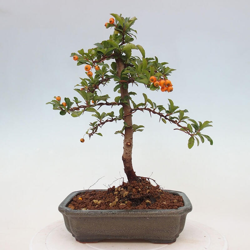 Outdoor bonsai - Pyracantha teton - Scarlet hawthorn