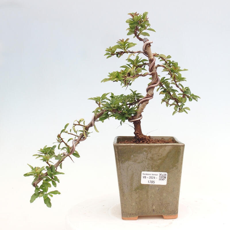 Outdoor bonsai - Pyracantha teton - Scarlet hawthorn