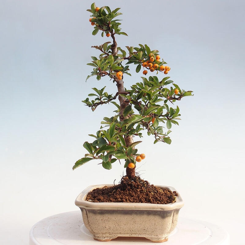 Outdoor bonsai - Pyracantha teton - Scarlet hawthorn