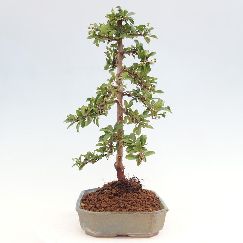 Outdoor bonsai - Pyracantha teton - Scarlet hawthorn