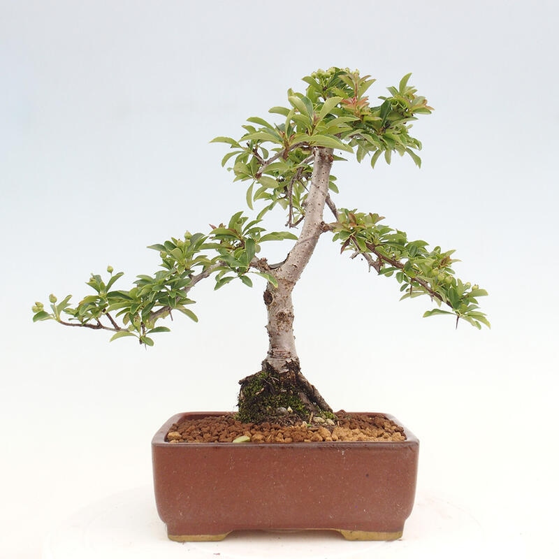 Outdoor bonsai - Pyracantha teton - Scarlet hawthorn