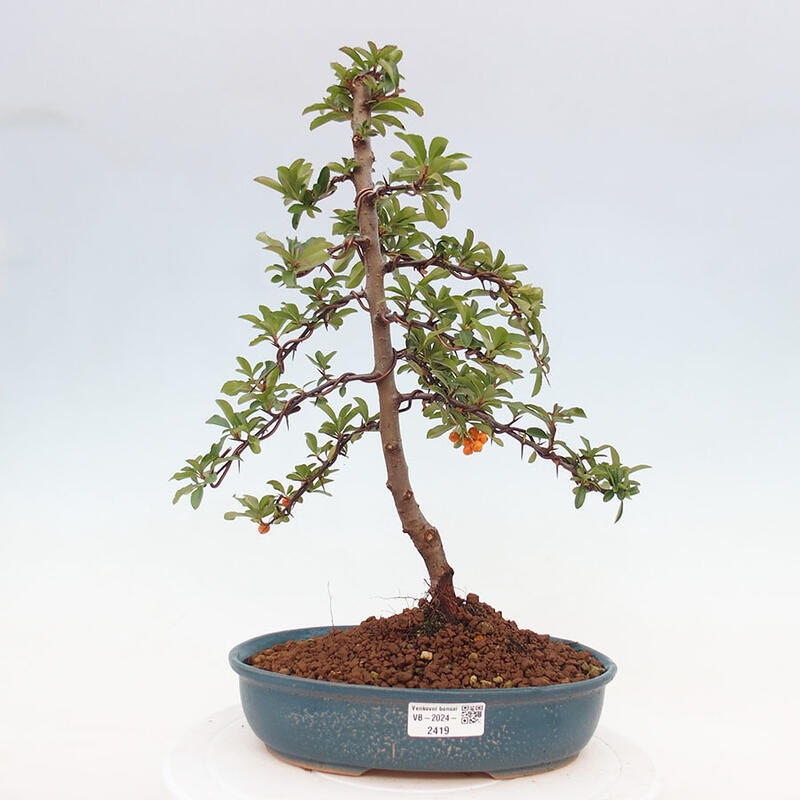 Outdoor bonsai - Pyracantha teton - Scarlet hawthorn