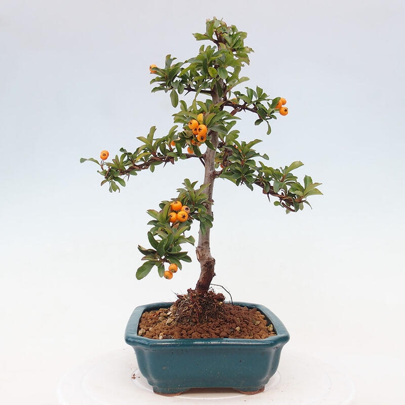 Outdoor bonsai - Pyracantha teton - Scarlet hawthorn