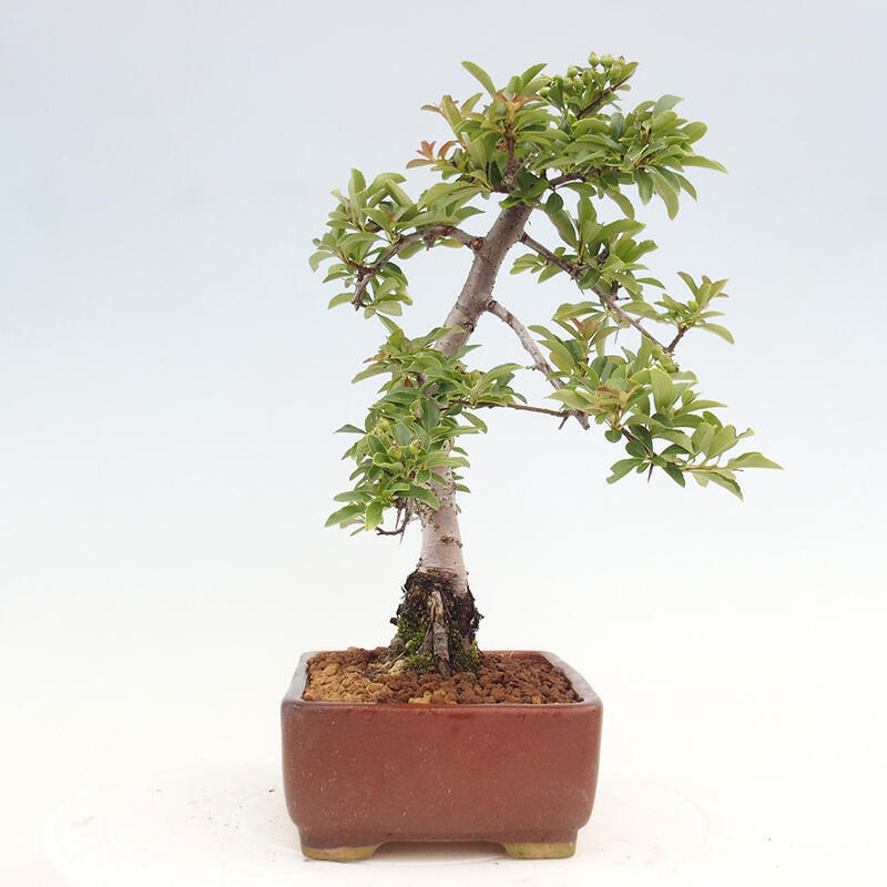 Outdoor bonsai - Pyracantha teton - Scarlet hawthorn