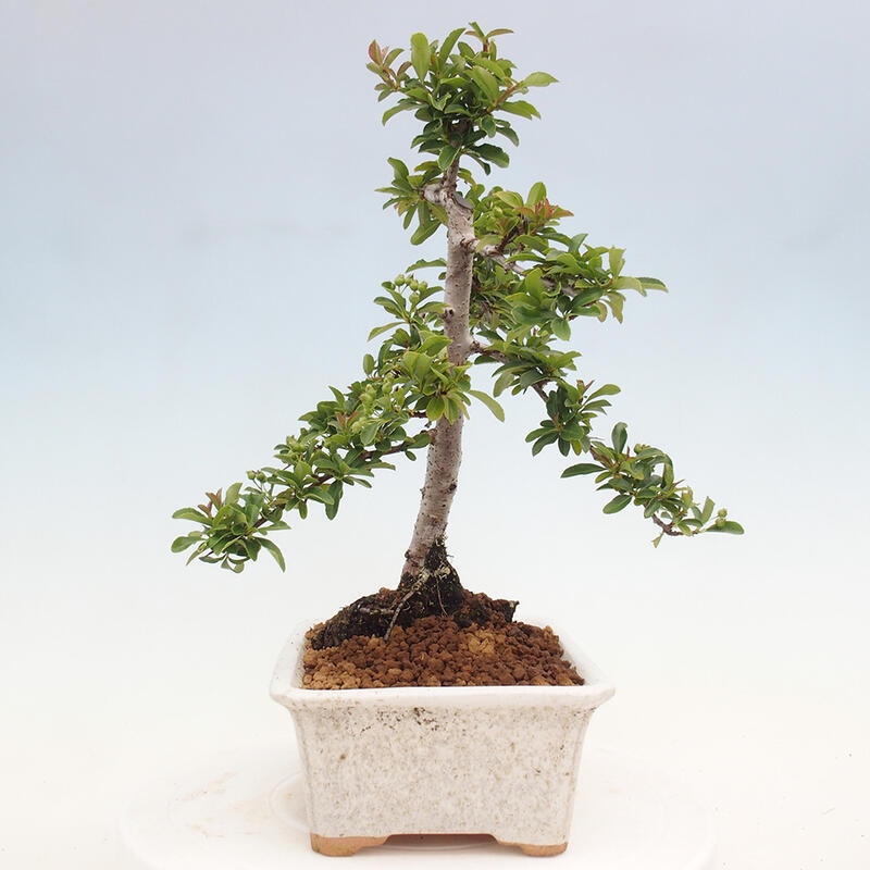 Outdoor bonsai - Pyracantha teton - Scarlet hawthorn