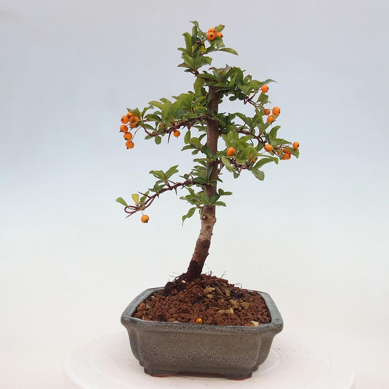 Outdoor bonsai - Pyracantha teton - Scarlet hawthorn