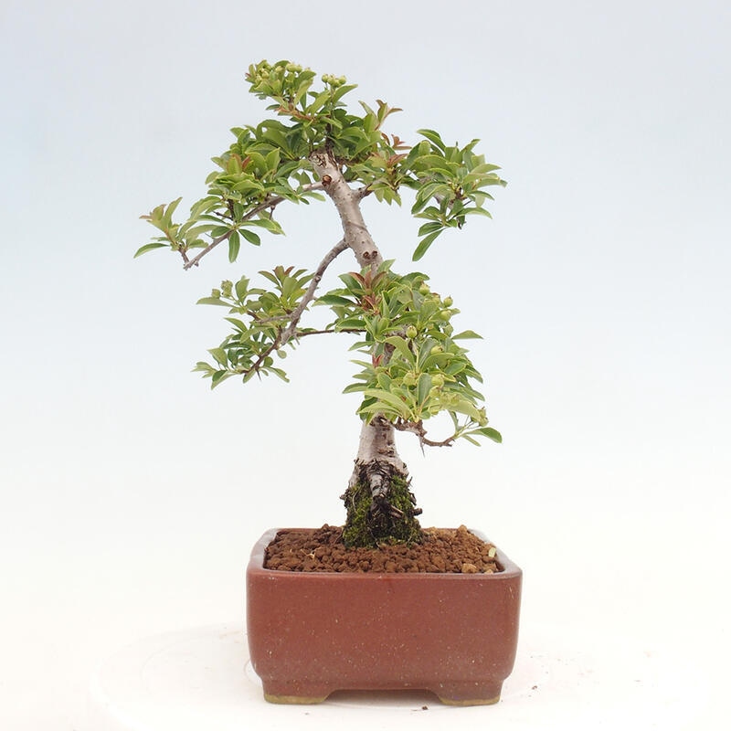 Outdoor bonsai - Pyracantha teton - Scarlet hawthorn