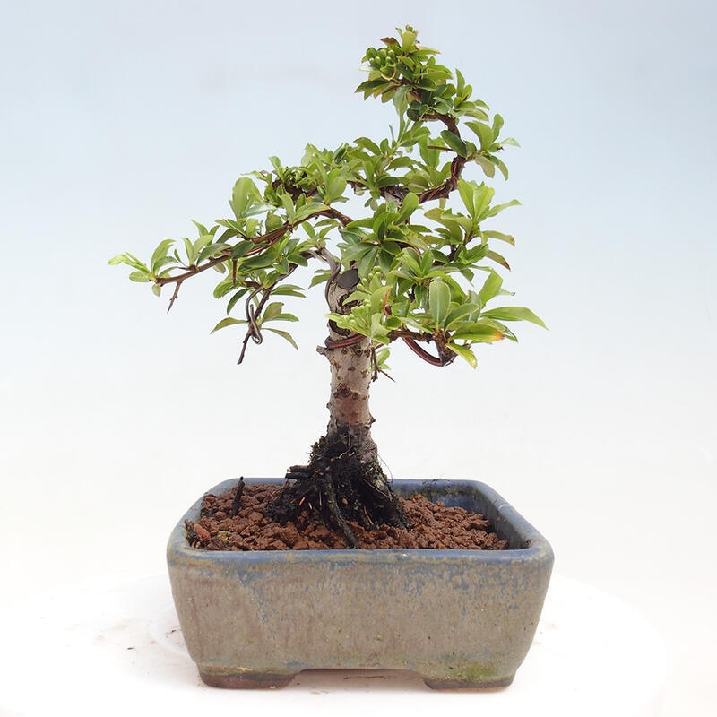 Outdoor bonsai - Pyracantha teton - Scarlet hawthorn