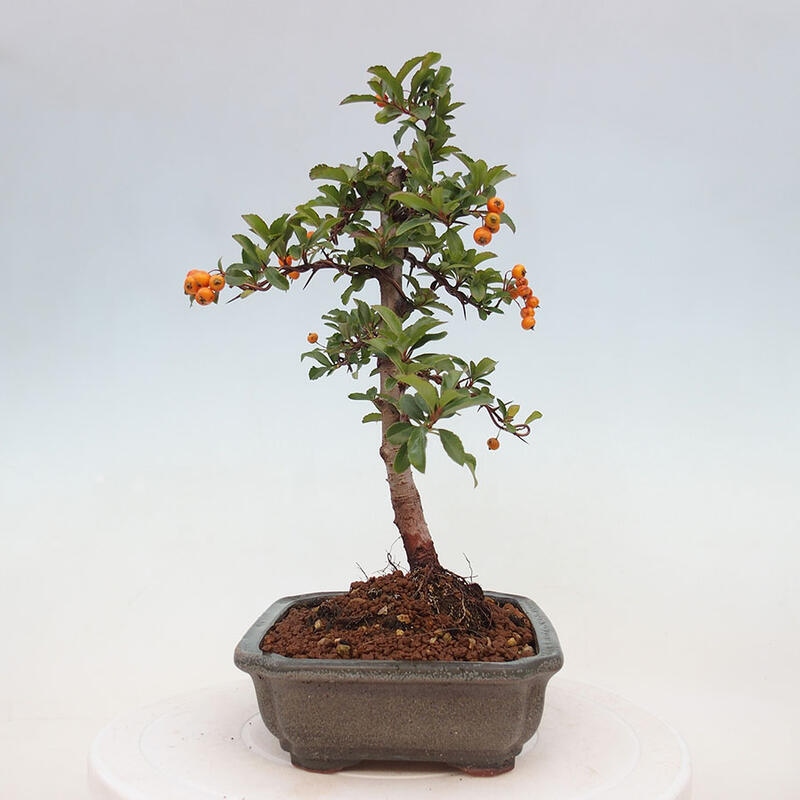 Outdoor bonsai - Pyracantha teton - Scarlet hawthorn