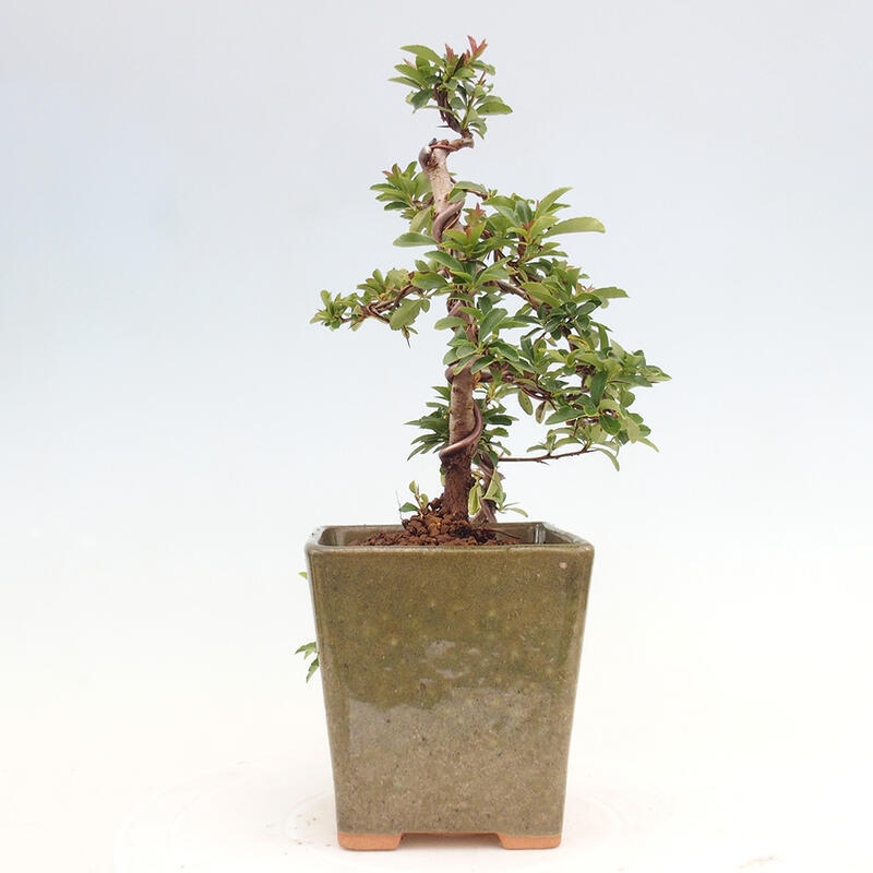 Outdoor bonsai - Pyracantha teton - Scarlet hawthorn